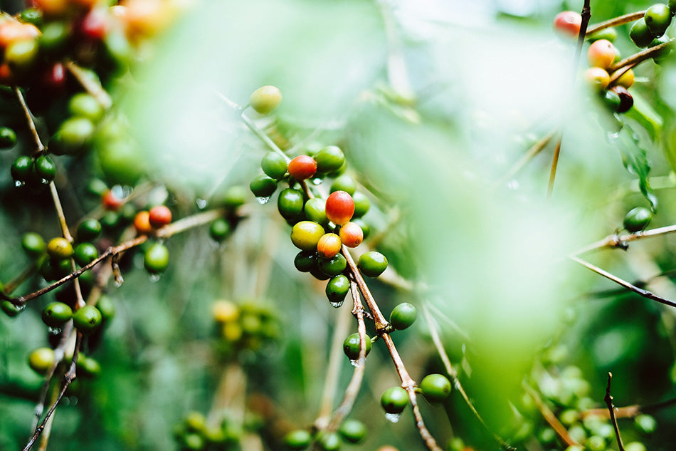 Uncovering the Secret of Kona Coffee Roasters