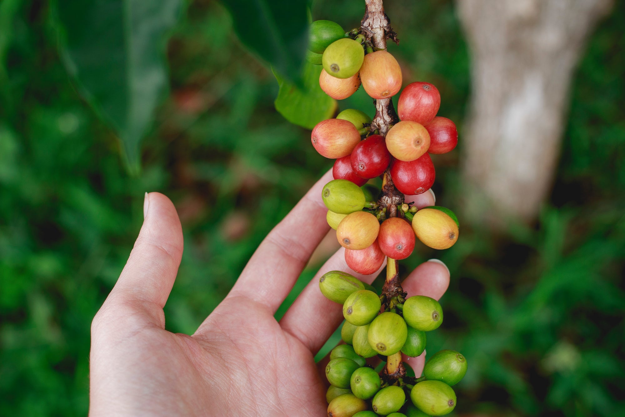 Kona Coffee Price Increase (For Good Reason)